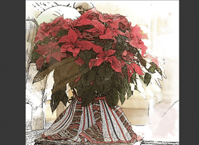 Easten Market Christmas Poinsettias