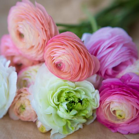 Cut flowers to buy at Eastern Market