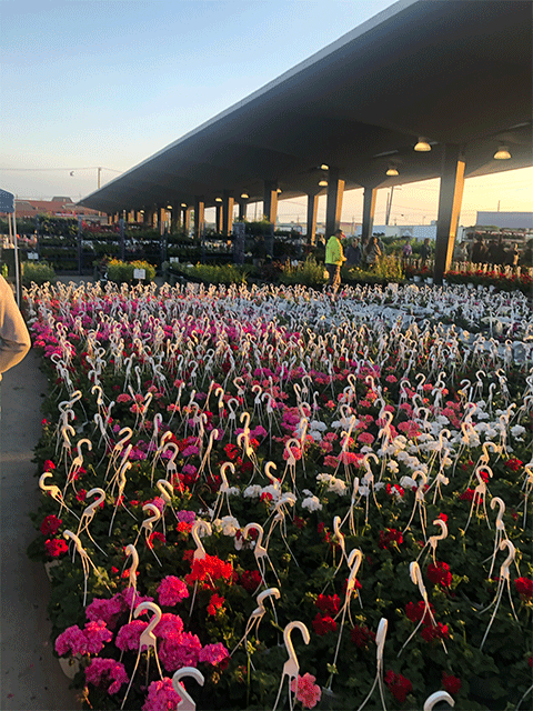 flower day Eastern Market 2023