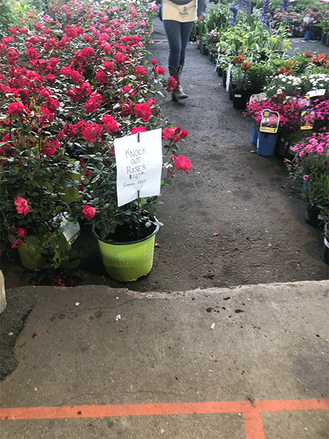 FLOWER DAY IN DETROIT