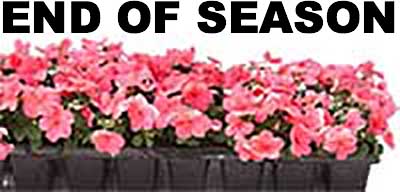 endofseasonflowerdeals