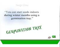 seed germination