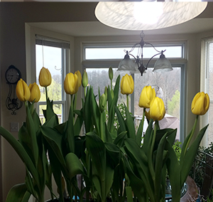 Spring Clean-up Garden Prep